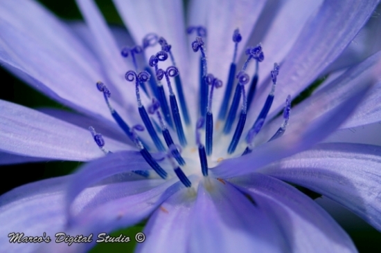 Bloem